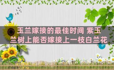 玉兰嫁接的最佳时间 紫玉兰树上能否嫁接上一枝白兰花